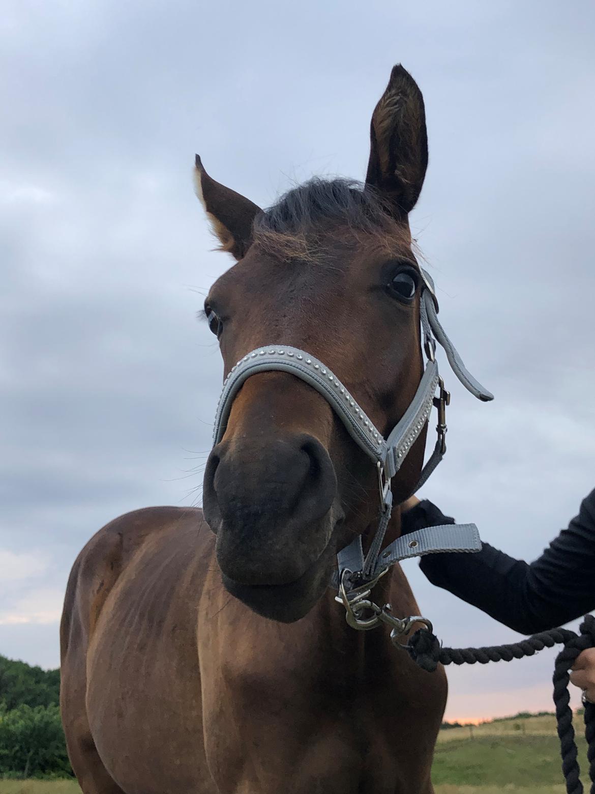 Trakehner Playboy Af Solbjerggaard billede 6