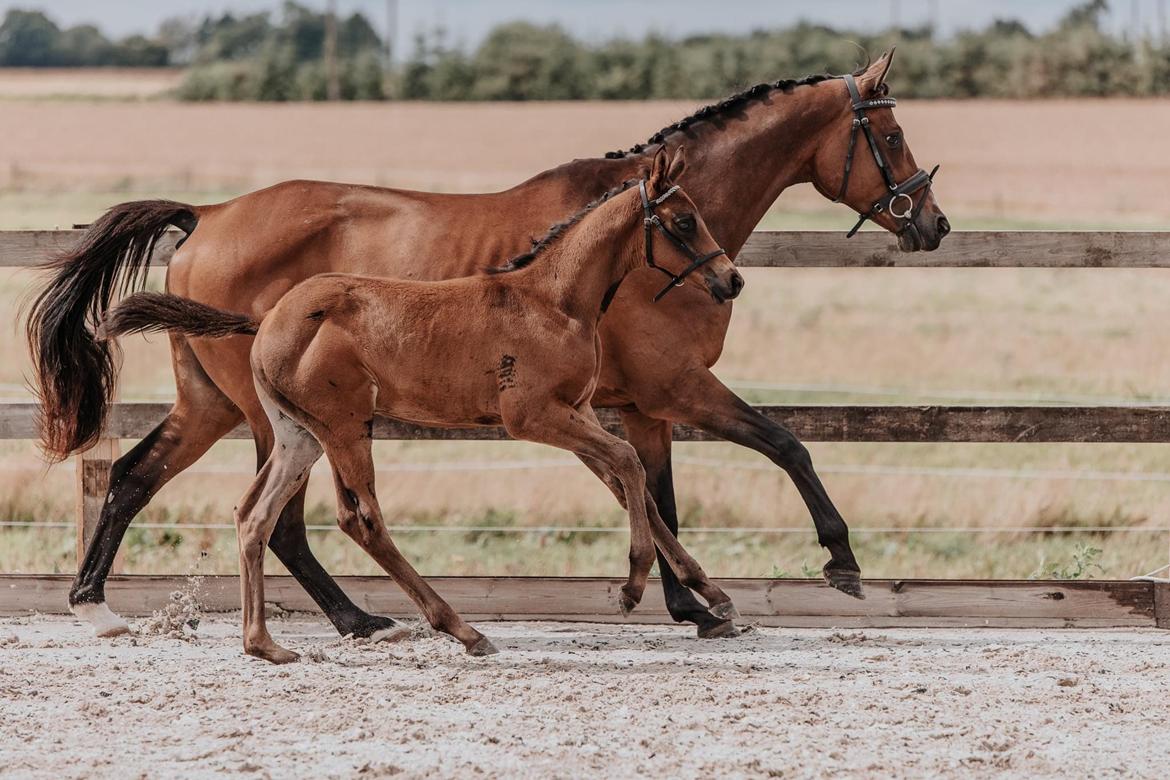 Trakehner Playboy Af Solbjerggaard billede 7