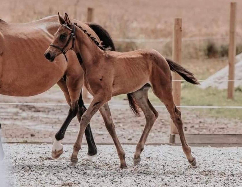 Trakehner Playboy Af Solbjerggaard billede 8