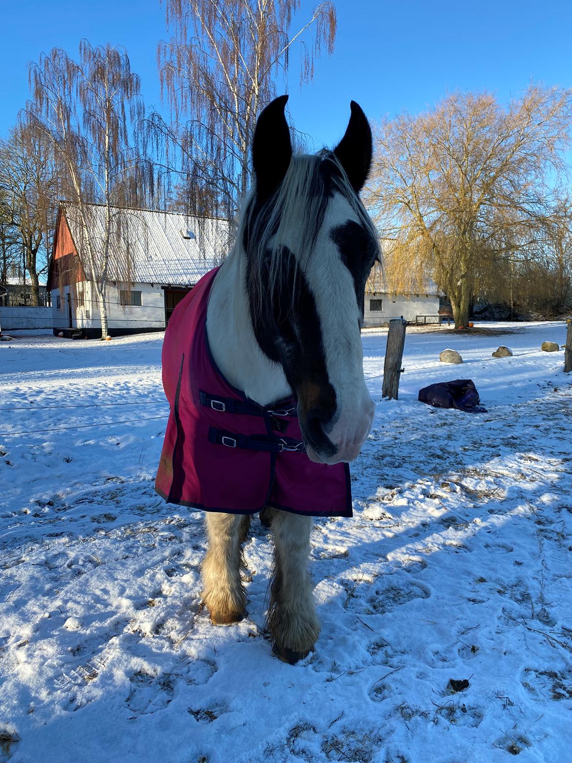 Tinker Holm's Vacinha (Minka) billede 2