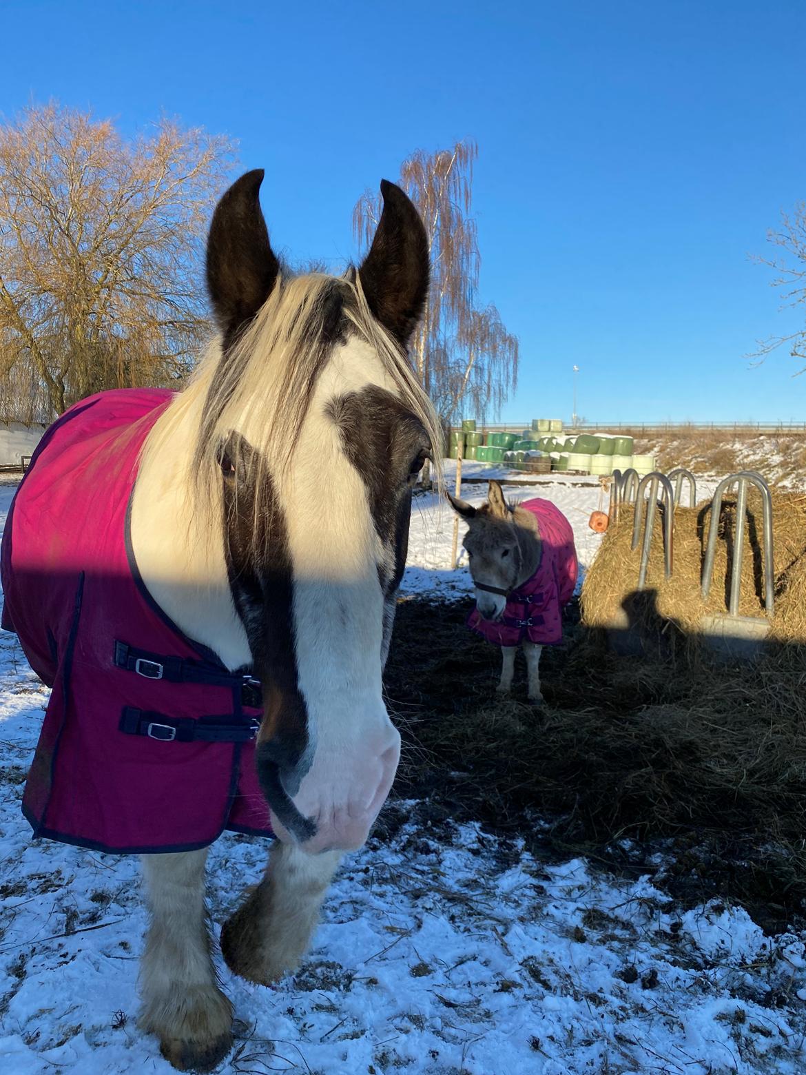 Tinker Holm's Vacinha (Minka) billede 3