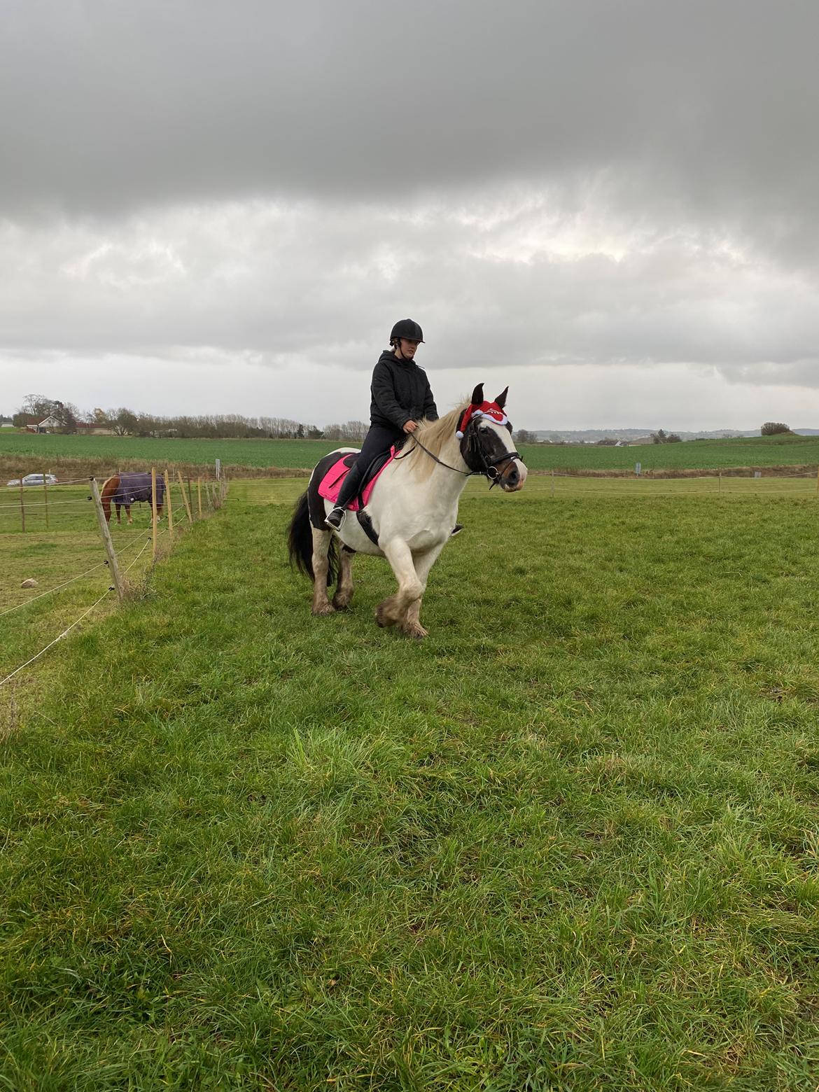 Tinker Holm's Vacinha (Minka) billede 4