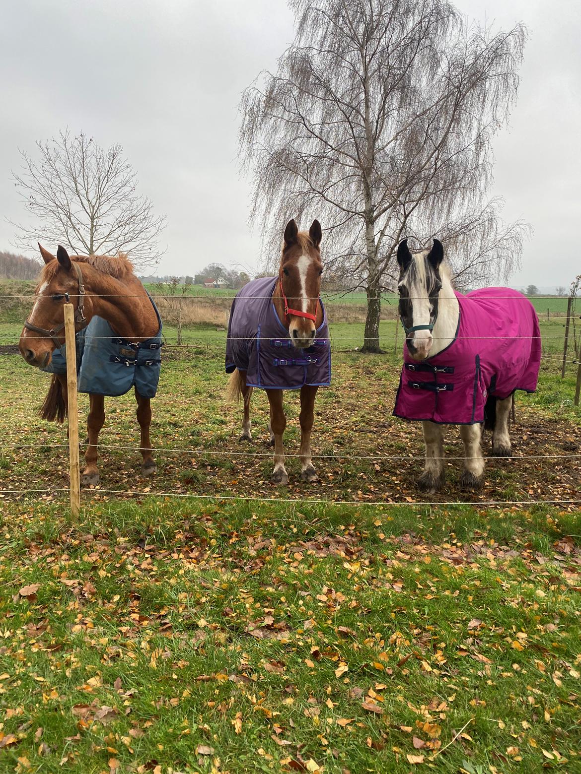 Tinker Holm's Vacinha (Minka) billede 5