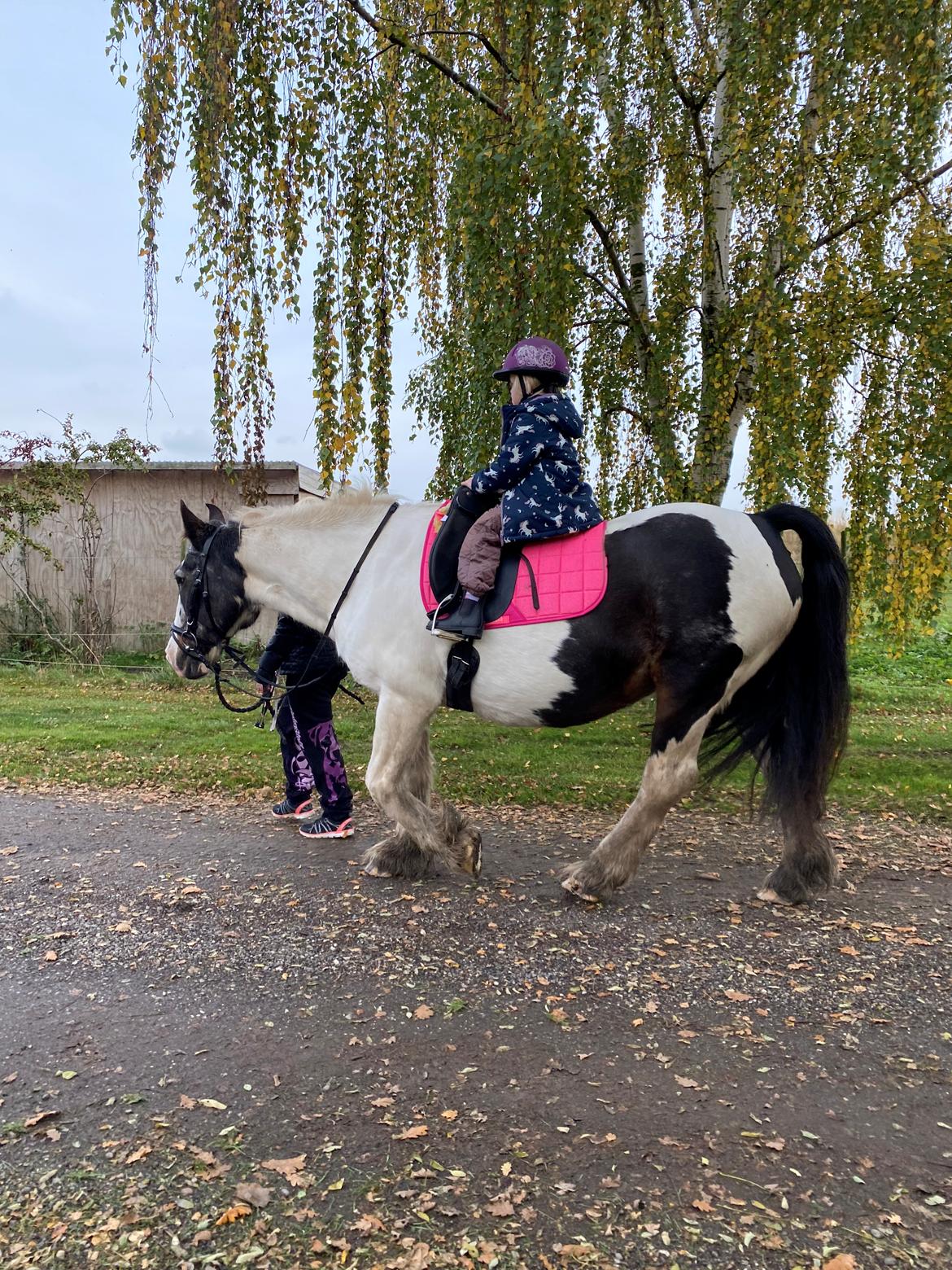 Tinker Holm's Vacinha (Minka) billede 6