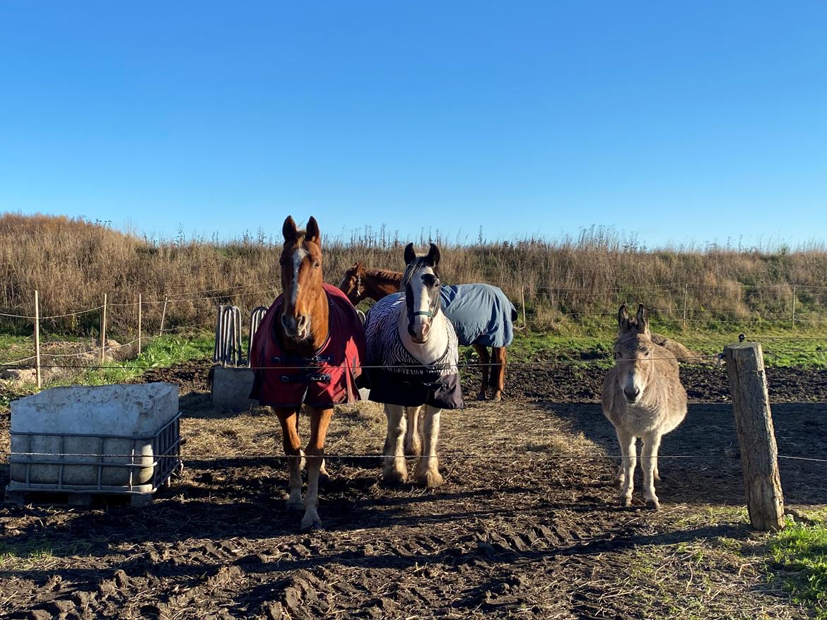 Tinker Holm's Vacinha (Minka) billede 7