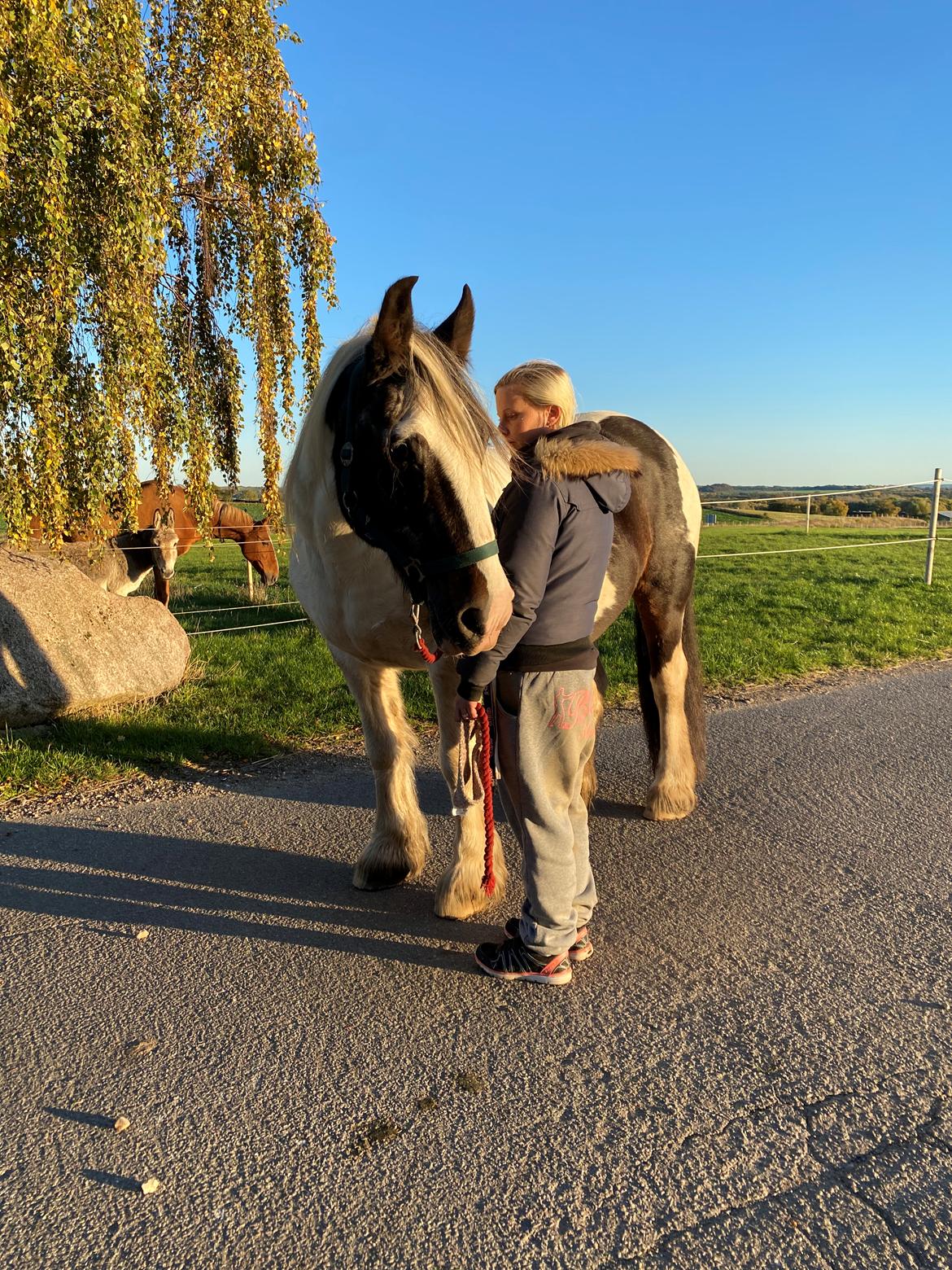 Tinker Holm's Vacinha (Minka) billede 8