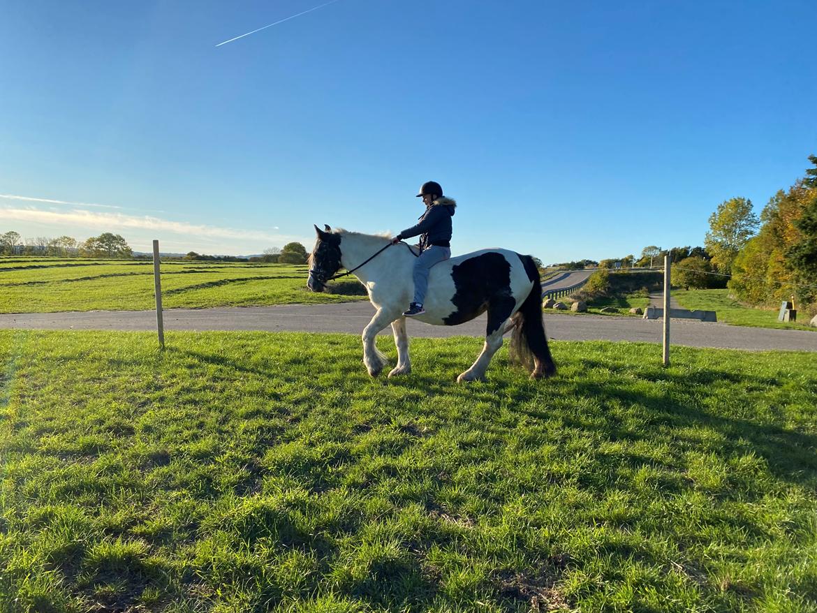 Tinker Holm's Vacinha (Minka) billede 12