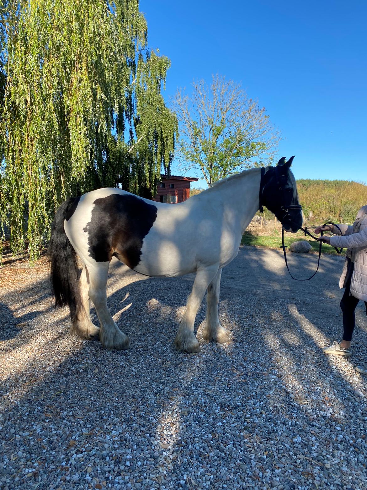 Tinker Holm's Vacinha (Minka) billede 16