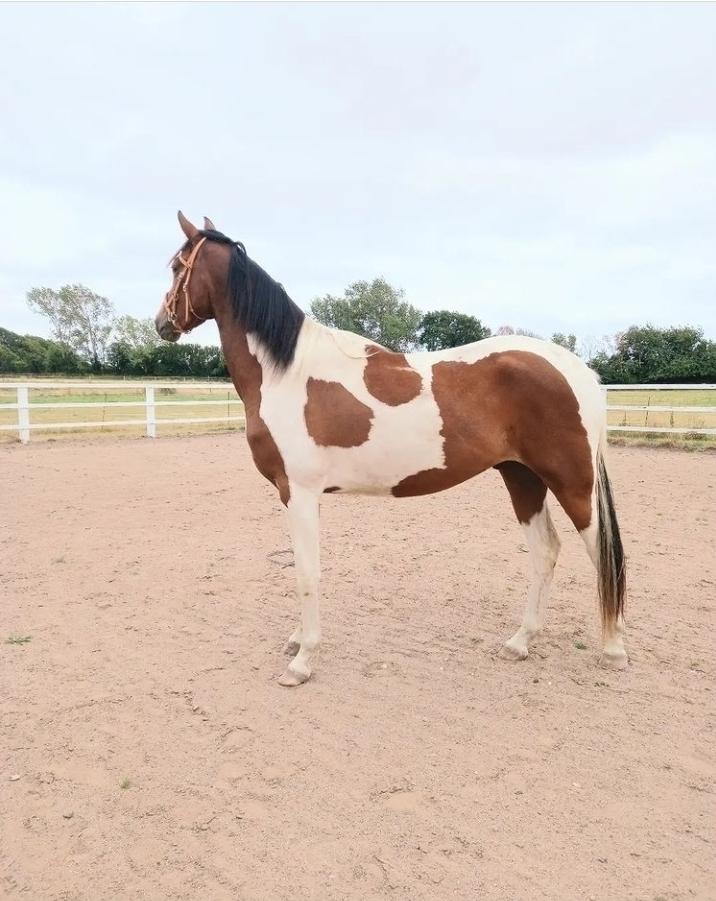 Pinto Løvegaardens Hidalgo - 3 år billede 13