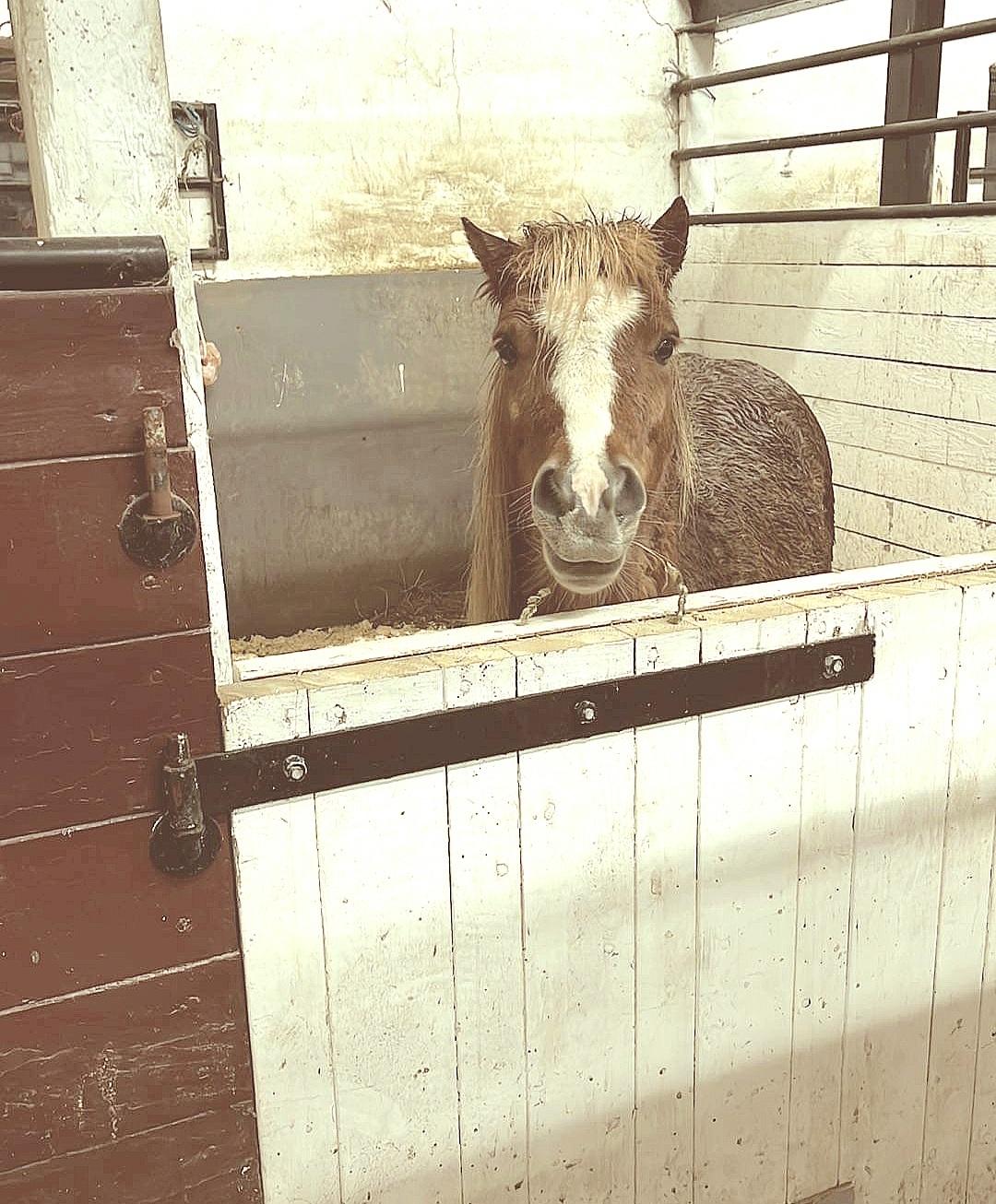 Shetlænder Bentley SOLGT billede 20