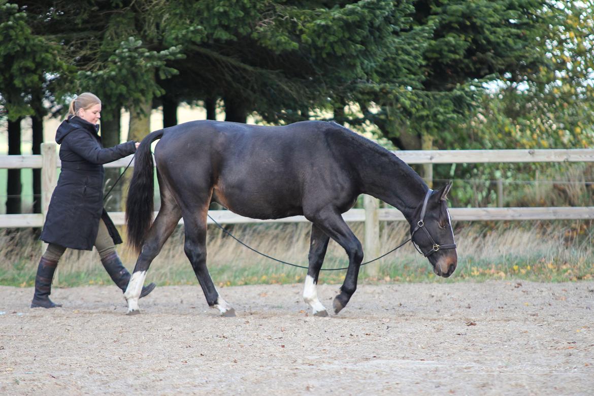 Oldenborg Blak-kes Aslak  - Sporarbejde (nosework). 2022 billede 18