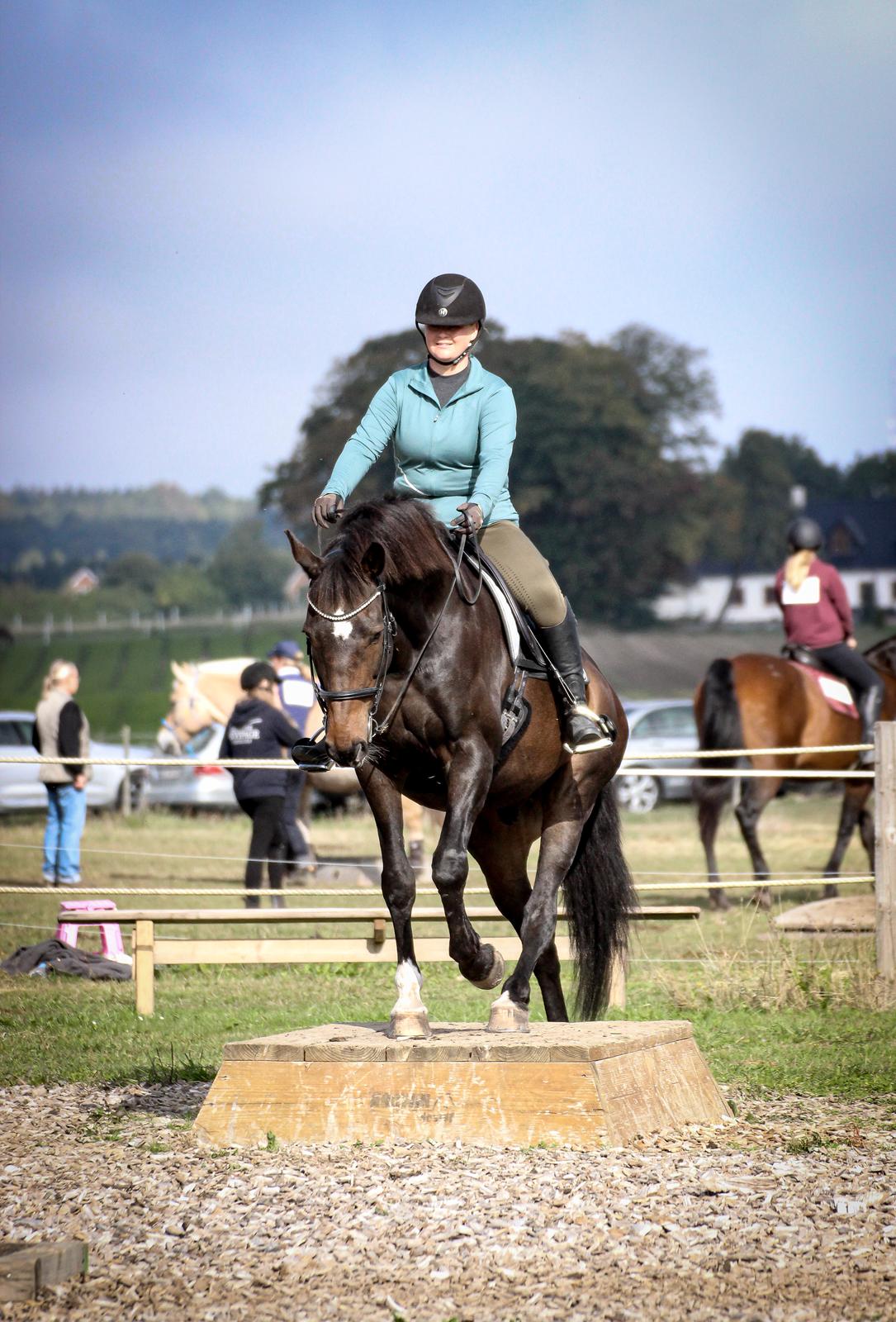 Dansk Varmblod De Cosmo  - Mountain trail stævne, Djurs Horse park, 2022 billede 8