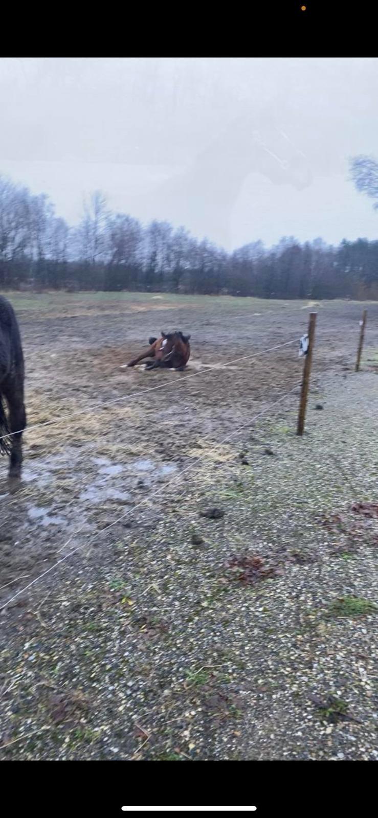 Dansk Varmblod Teglovnens valmue billede 6