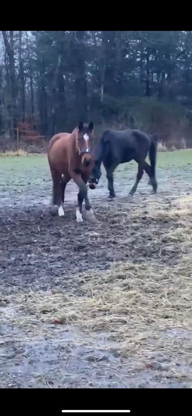 Dansk Varmblod Teglovnens valmue billede 9