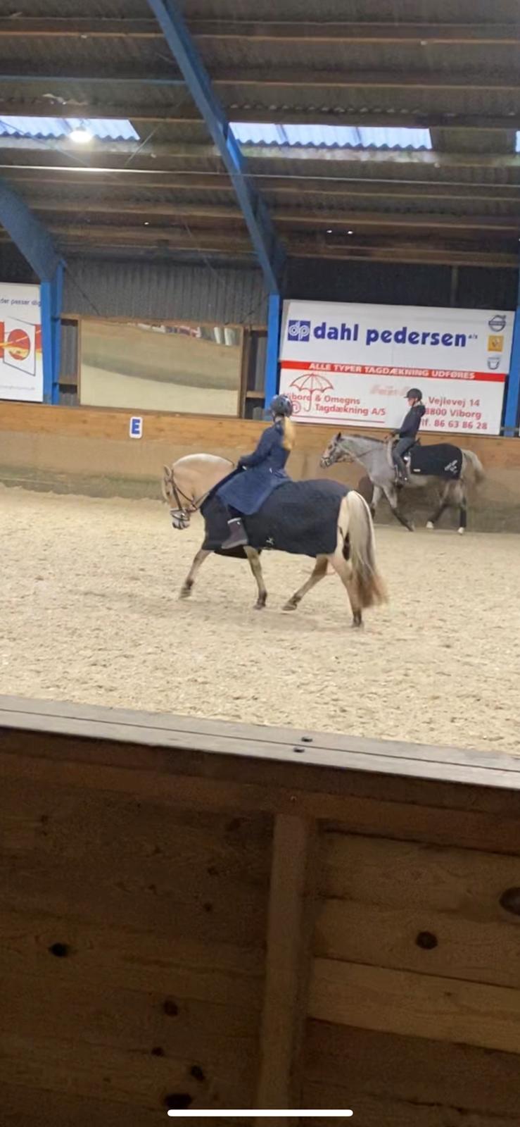 Fjordhest Julie billede 1