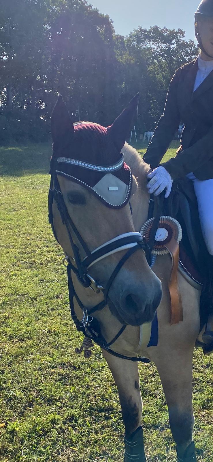 Fjordhest Julie billede 2