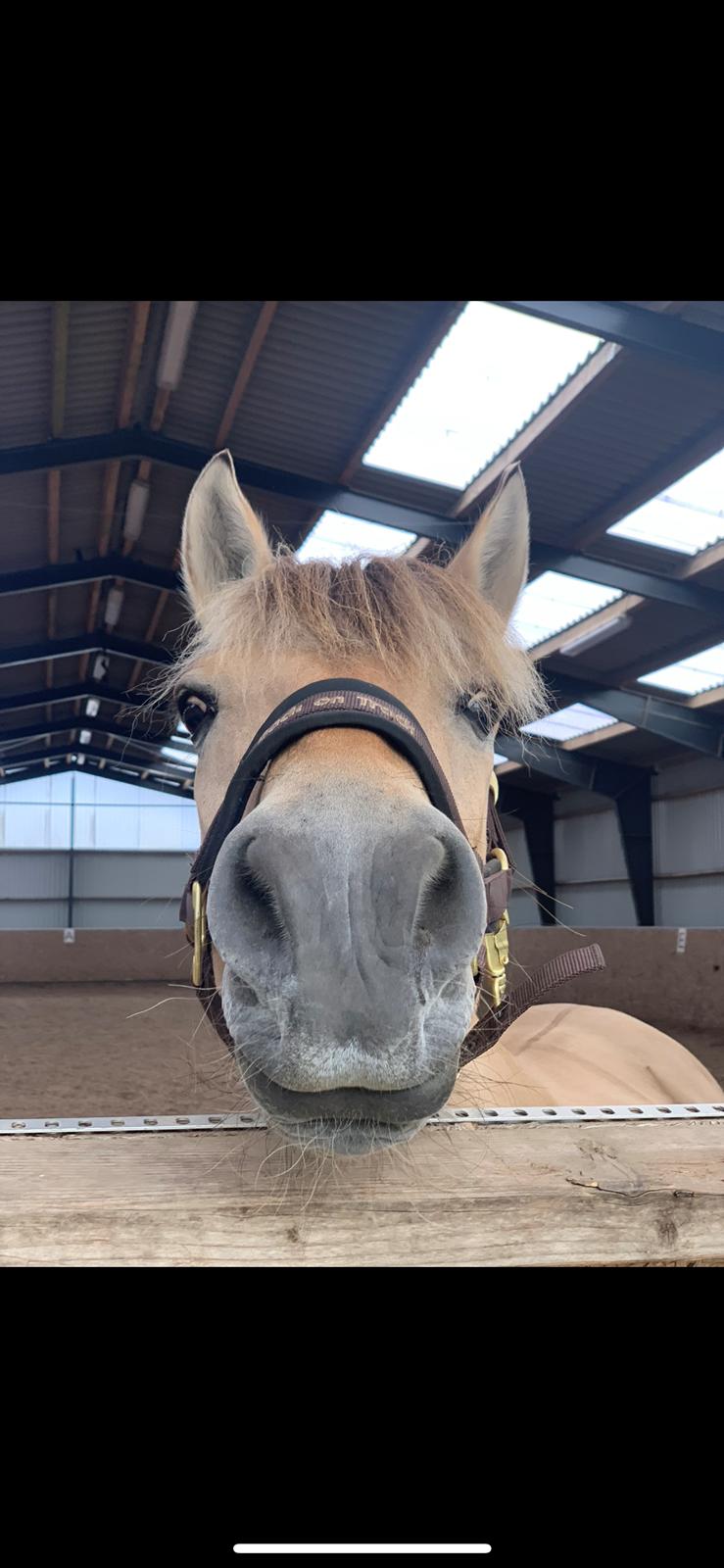 Fjordhest Julie billede 3
