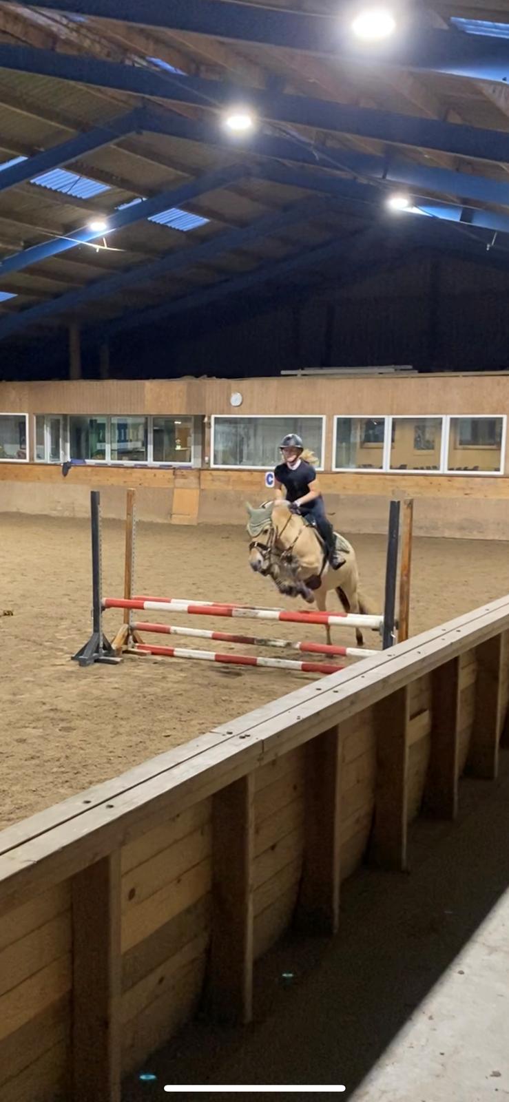 Fjordhest Julie billede 4