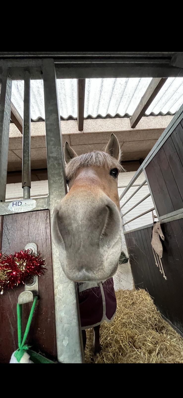 Fjordhest Julie billede 5