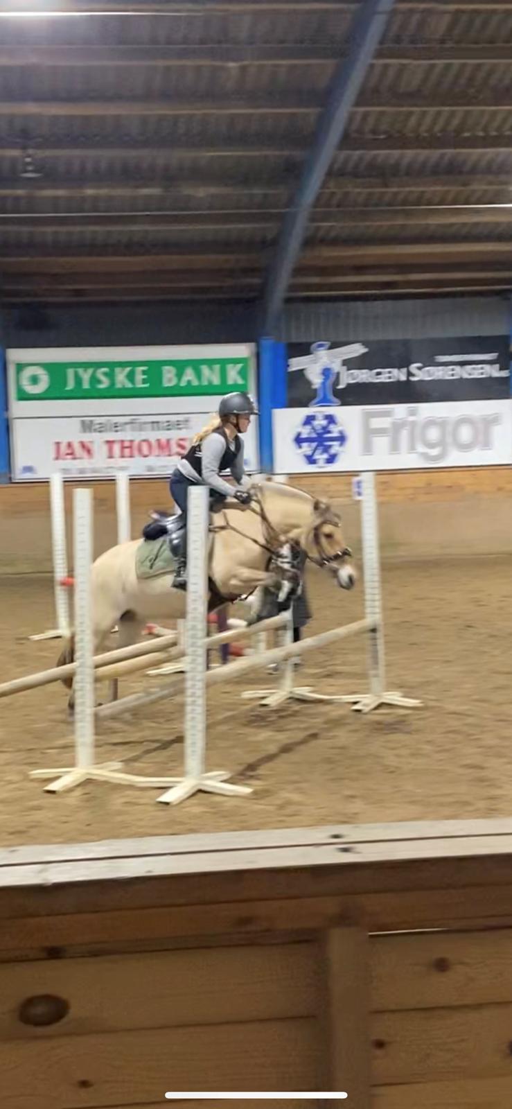 Fjordhest Julie billede 6