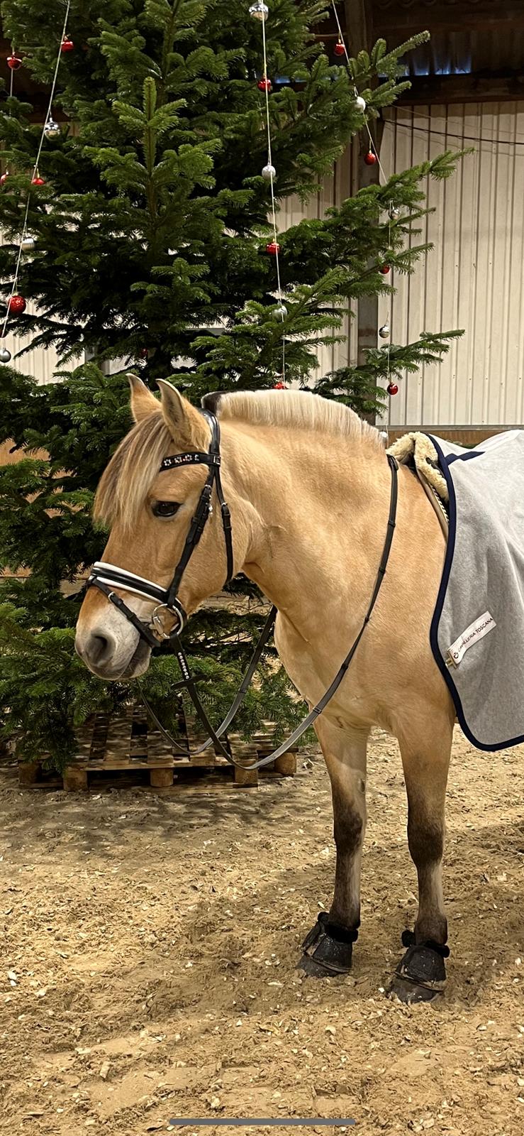 Fjordhest Julie billede 8