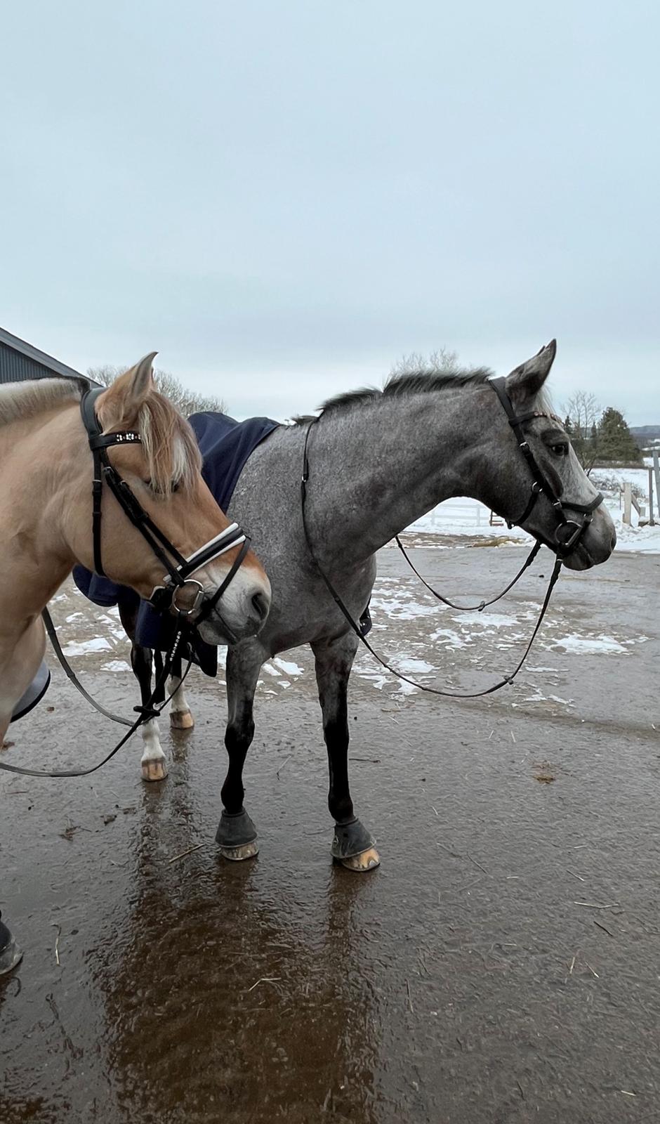Fjordhest Julie billede 9