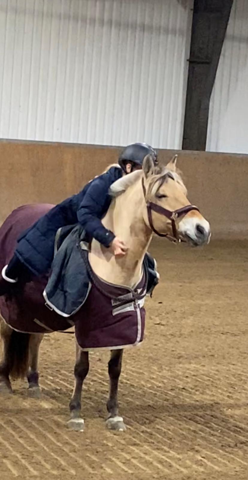 Fjordhest Julie billede 7