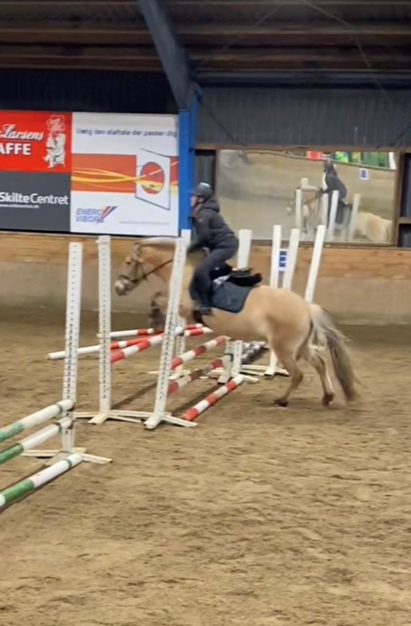 Fjordhest Julie billede 12