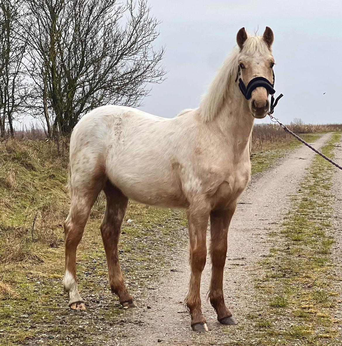 Anden særlig race Keldbæksgaard's Holger - Januar 2023 billede 6