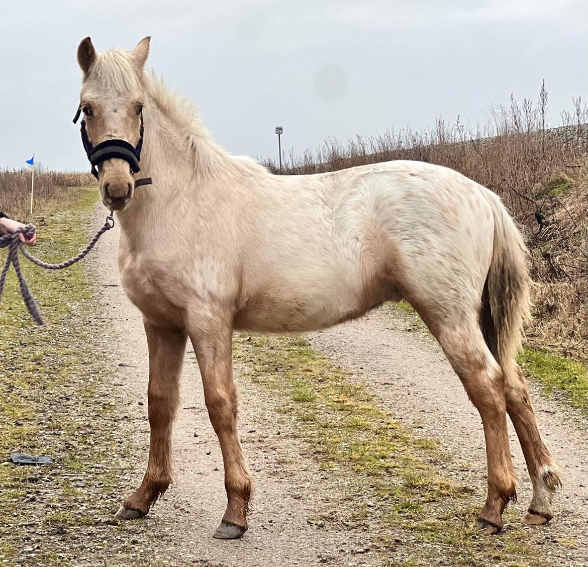 Anden særlig race Keldbæksgaard's Holger - Januar 2023 billede 7