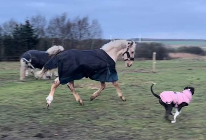 Anden særlig race Keldbæksgaard's Holger - Januar 2023 billede 8