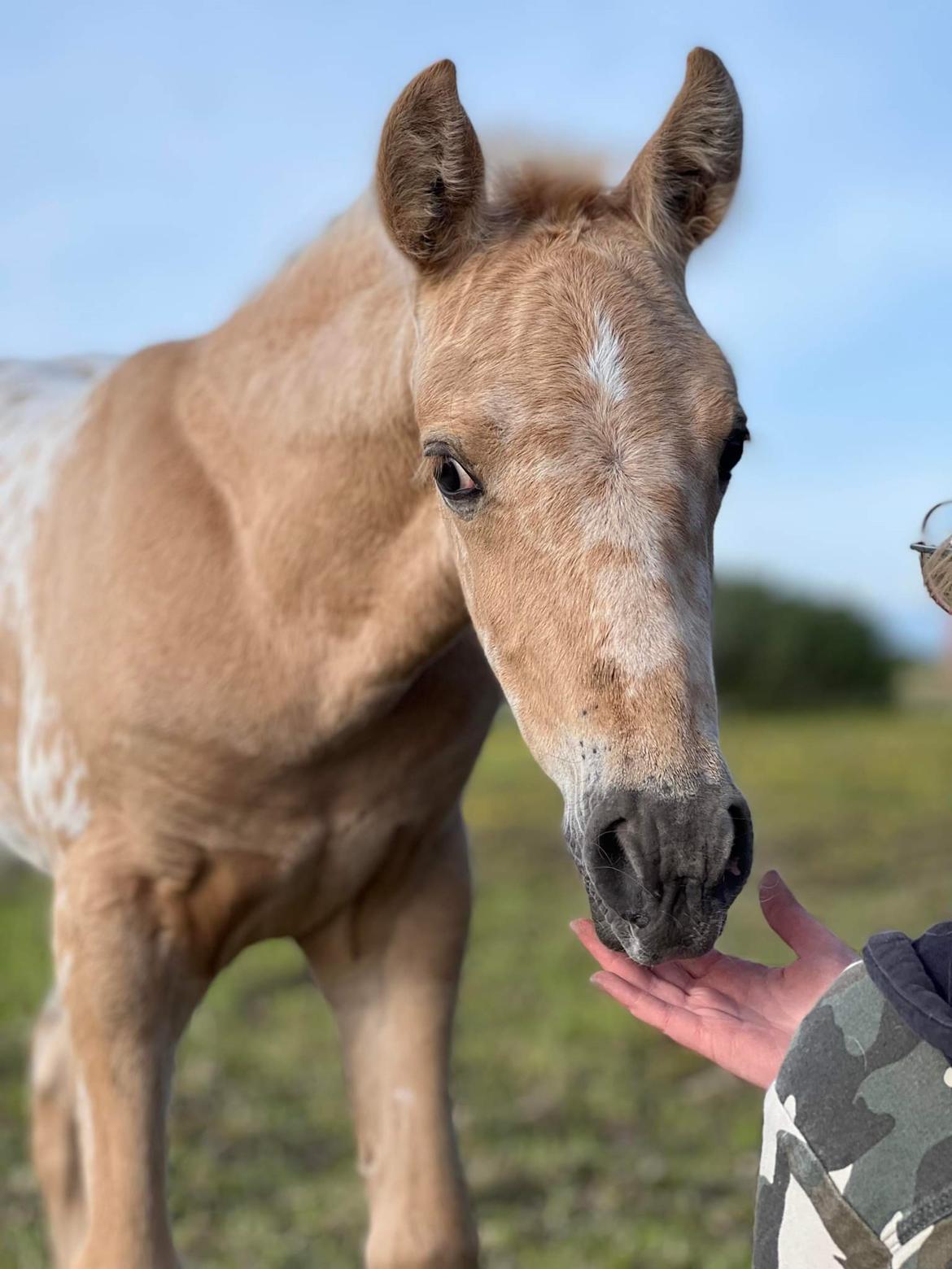 Anden særlig race Keldbæksgaard's Holger - Maj 2022 billede 10