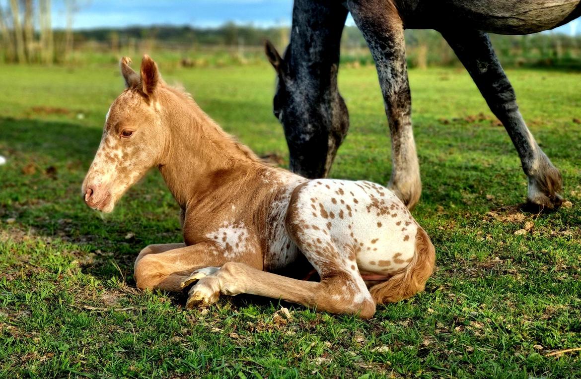 Anden særlig race Keldbæksgaard's Holger - Billede taget af avler  billede 4