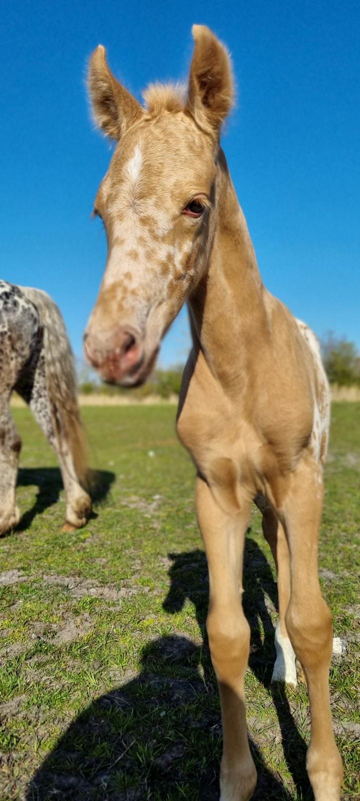 Anden særlig race Keldbæksgaard's Holger - Billede taget af avler billede 12