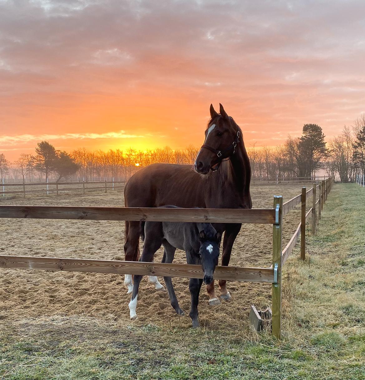 Dansk Varmblod Midt-West Serenade BRDH billede 9