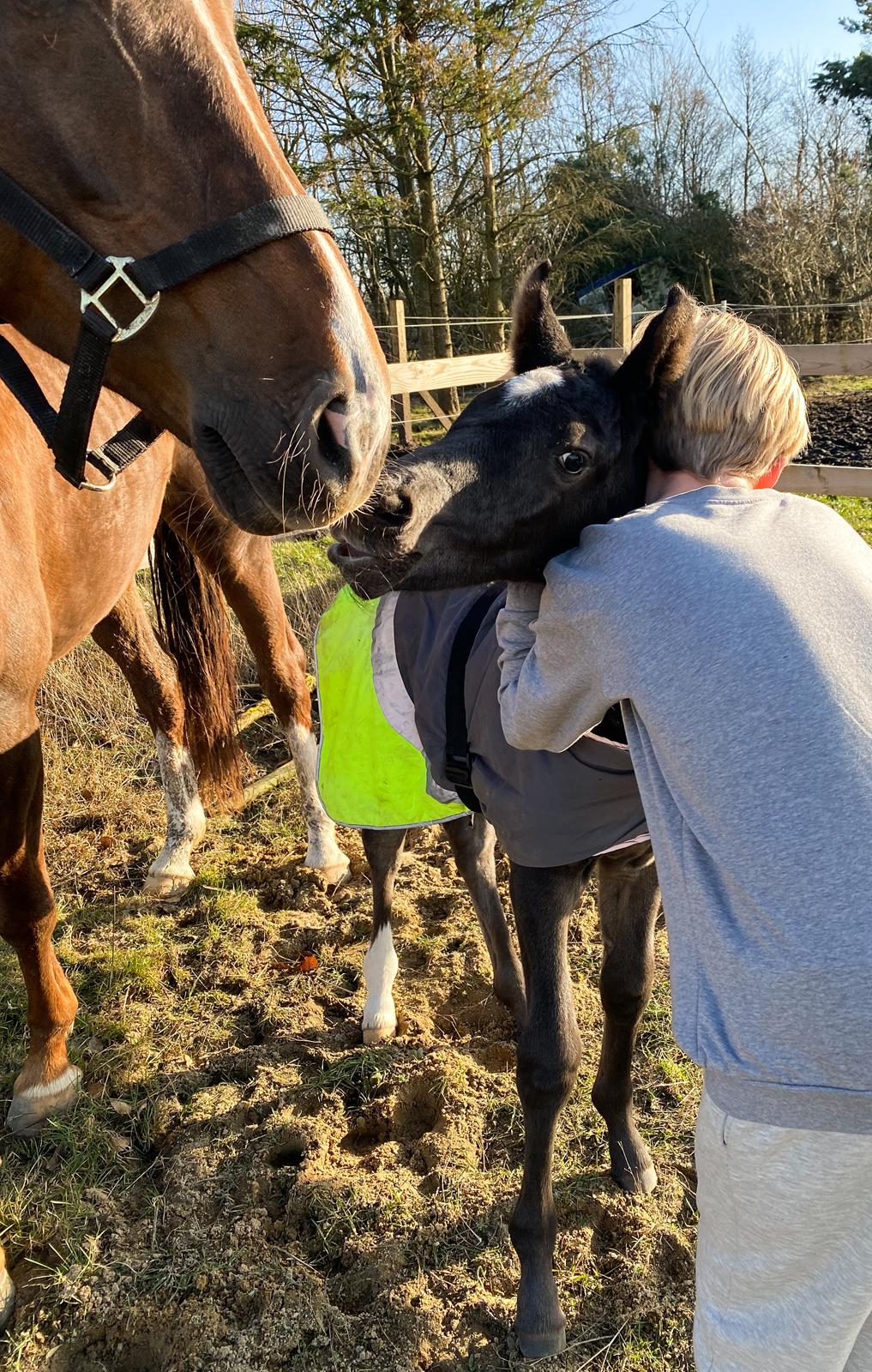 Dansk Varmblod Midt-West Serenade BRDH billede 10