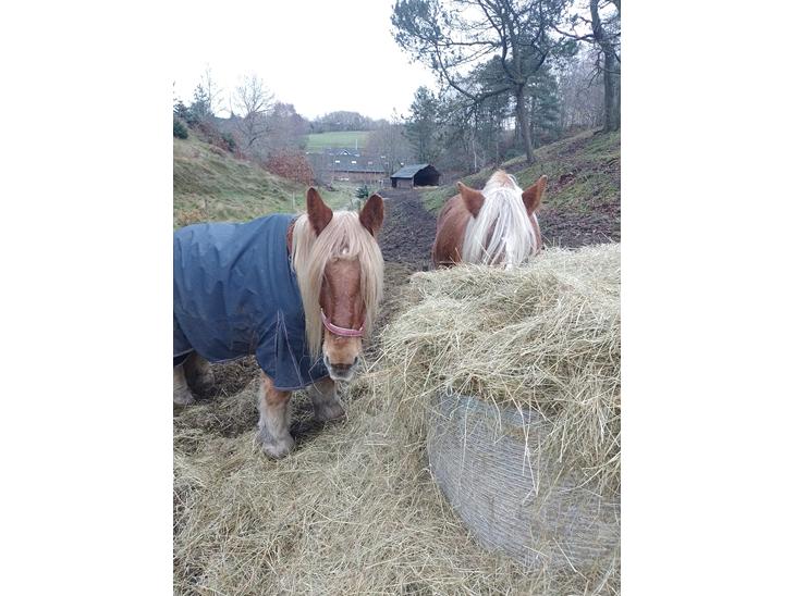 {{currentPhoto.altText}} billede {{currentPhoto.number}}