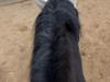Irsk Sportspony Racing ringo (solgt)