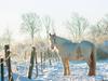 Irish Cob Abildgaards Bambi