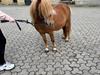 Shetlænder Tinka