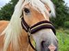 Haflinger Bella [Himmelhest]