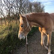 Haflinger Ålebækgårds Beatles