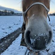 Haflinger Ålebækgårds Beatles