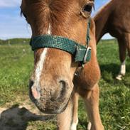 Welsh Pony (sec B) Bendix aviaja girl on fire