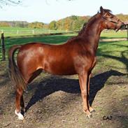 Welsh Pony (sec B) Bendix aviaja girl on fire