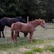 Welsh Pony (sec B) Bendix aviaja girl on fire