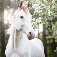 Tennessee Walker | Pearl of Justice
