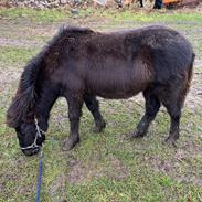 Islænder Keisari af Skelgården - Solgt 