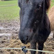 Islænder Keisari af Skelgården - Solgt 
