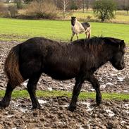 Islænder Keisari af Skelgården - Solgt 
